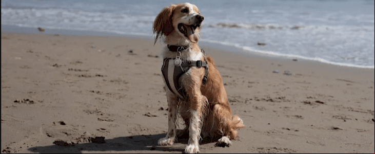 Nomad proposes Rugged AirTag keychain and Rugged pet ID tag